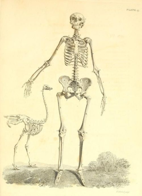 XXX nemfrog:  Plate 4. Skeltons of a female human photo