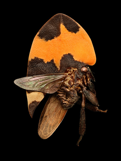 littlelimpstiff14u2:  Microsculpture – The Insect photography of Levon Biss Microsculpture – The ins