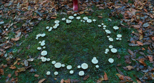 theweefreewomen:[id: photo of a ring of mushrooms.]