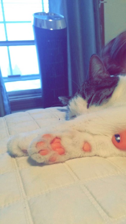 trashfeiine:Hi can we please appreciate my cat Ivy and his very pink toes