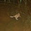 borealtoad