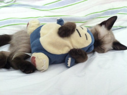 parkingstrange:  worldofthecutestcuties:  Sleeping with his favorite Snorlax  my heart 