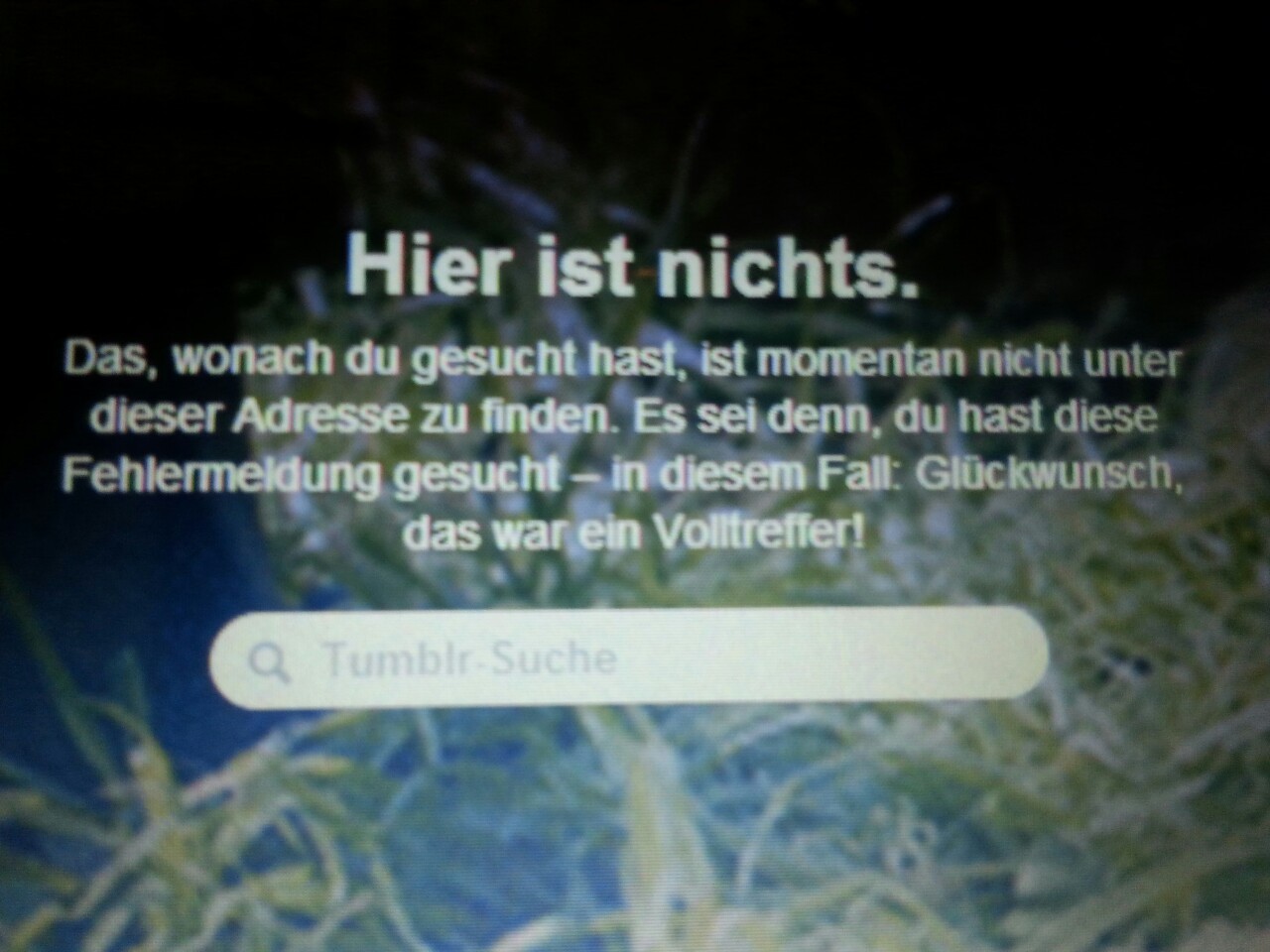 sostaywithmetonight:  Tumblr-Humor ist beste hahahaha. 