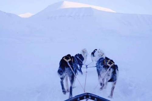 | Svalbard HuskyYesterday was a true arctic day. Crispy cold sunny weather. Today’s outfit, pr