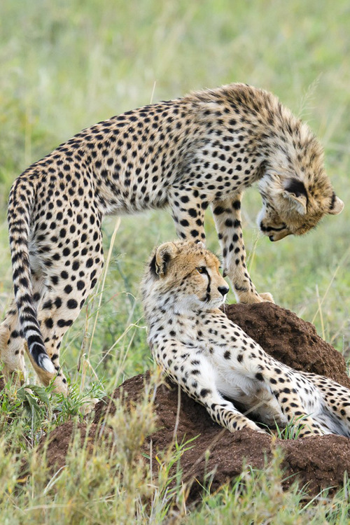 funnywildlife:Cheetahs
