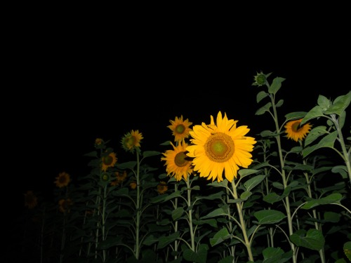 Via