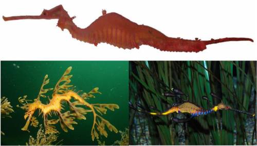Ruby dragons of the seaSea dragons are unusual-looking fish closely related to sea-horses, living ex