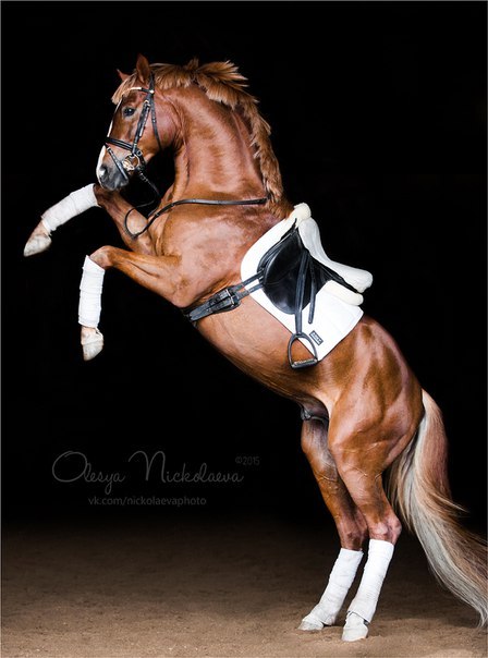 (1) Olesya Nickolaeva is passionate about horses and is very experienced in capturing their glowing 