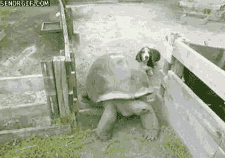 le-tigre:  bunnyfood:  (via fantasticallyweirdshit)  getoutofthewaygetoutofthewaygetoutofthewaygetoutofthewaaay