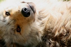 mirifika:  wolveswolves:  After all the yellow coated wolf-posts, I just couldn’t leave Wolf Conservation Center’s ambassador wolf Alawa out. Her lineage is a mix of Gray wolf subspecies, but she is primarily Canadian/Rocky Mountain Gray wolf (Canis