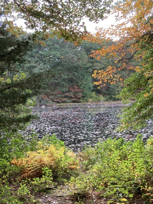 Forest photos by me. It’s just barely starting to look like autumn…