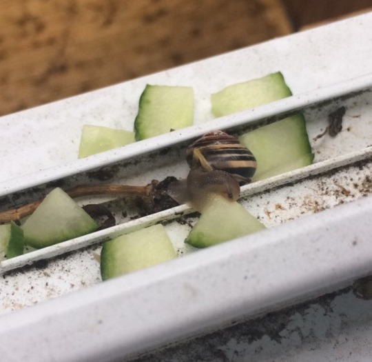 fartgallery:  fartgallery:a snail somehow showed up on my window sill last week and i thought it was dead but i checked on him this morning and he had moved so i just cut up some cucumber and put it out there and now he’s having the time of his life