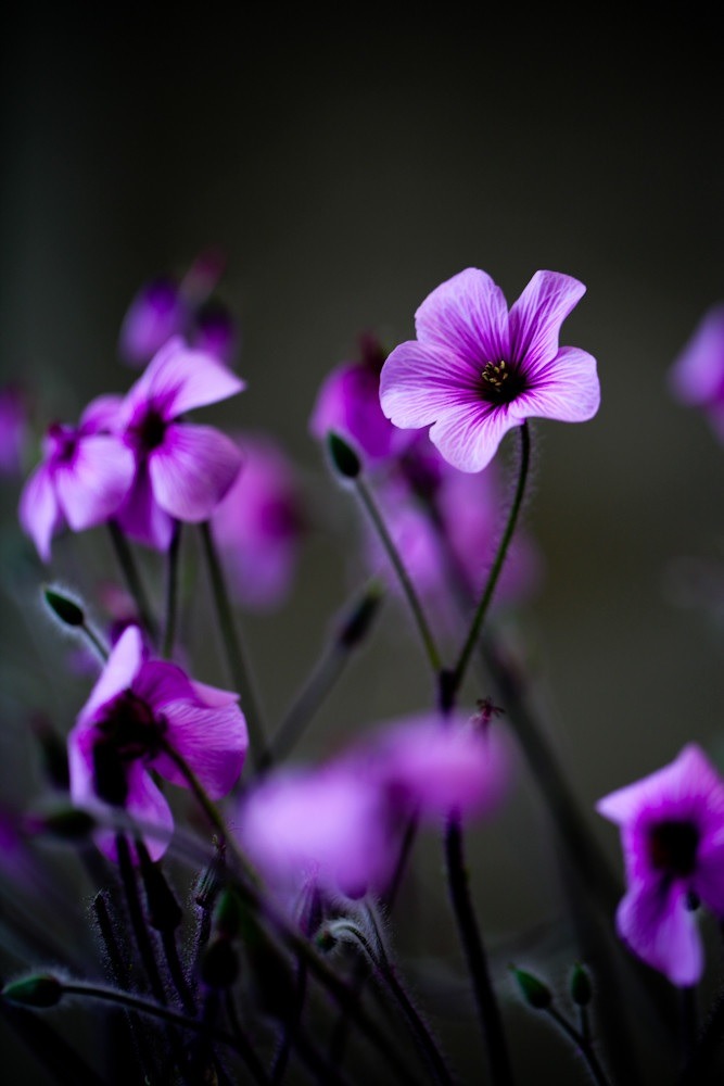 flitterling:  Jointed Wood Sorrel (Japan) by Xi Okamoto 