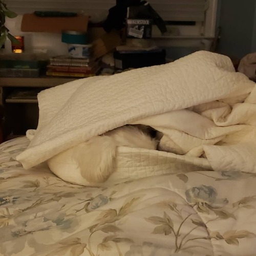 Can you spot the #puppy in this picture? #sleepypuppy #coldpuppy #pupsofinstagramhttps://www.insta