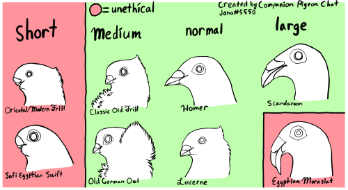 homeofhousechickens: byrdhyve: Image desc:Infographic of ethical and unethical pigeon beak sizes cre