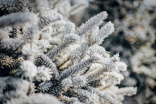Fonte www.pixabay.com - winter-1863757_128Posted tinamotta.tumblr.com
