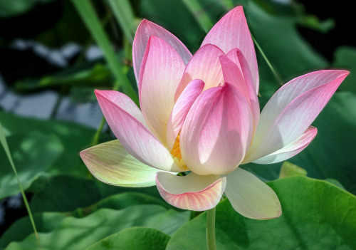 Lotus flower petal shape