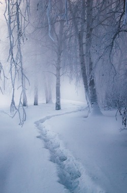 0ce4n-g0d:  Magic forest by Alexei Mikhailov on 500px 