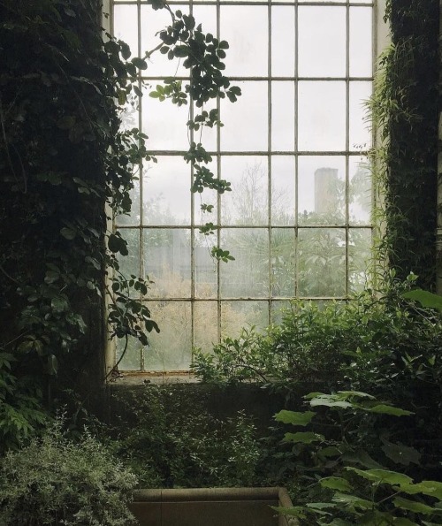 theplanetinmoonlight:myfairylily:Botanical Garden, Edinburgh[ID: A photo of a window looking out int