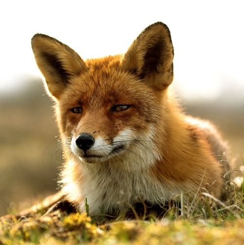 beautiful-wildlife:  Fox by Nils Poldervaart