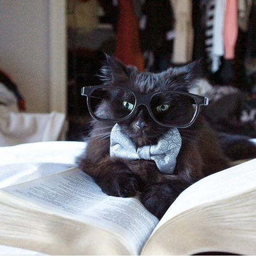 Behold! The winners of our Literary Cat contest with modcloth for National Cat Day. Because, re