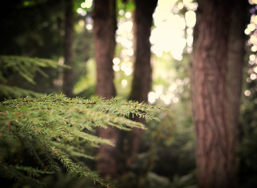 homeintheforest: forest by wayne denman on Flickr.