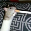 ratita24