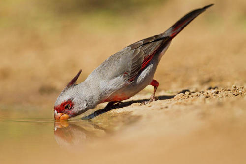 ainawgsd:The pyrrhuloxia or desert cardinal (Cardinalis sinuatus) is a medium-sized North American s