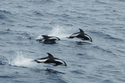 cetacean-nation:c9 nam TBD Hourglass Dolphin