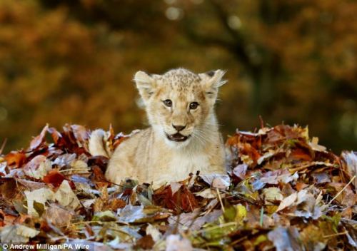The ferocious beast and the pile of leaves. Karis is an 11 week old lion cub, born in September this year. “Staff at the Blair Drummond Safari Park, near Stirling, Scotland, had been raking up the leaves to keep the attraction tidy, when Karis&rsquo