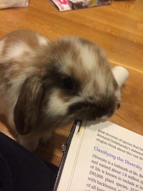 Sex timetravelanddonuts:  Bunnies object to studying pictures