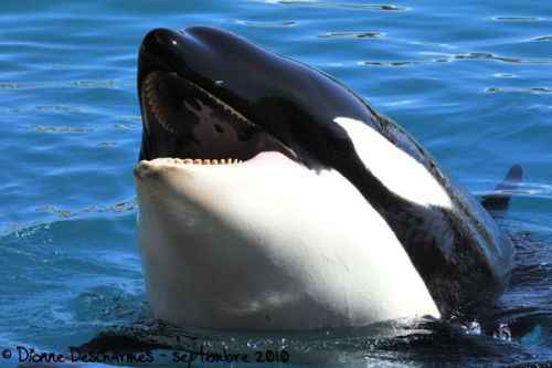 Gender: FemalePod: N/APlace of Capture: Born at Marineland Antibes, FranceDate of Capture: Born June