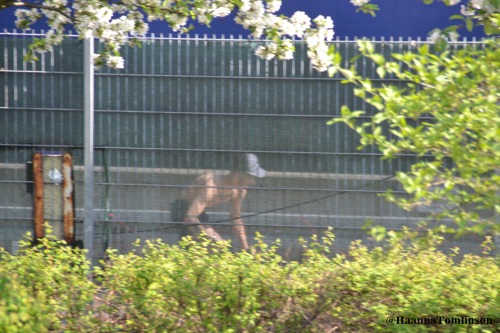 hannatomlinson:Zayn skateboarding outside the Koenig Pilsener Arena in Oberhausen, Germany 04/05/13