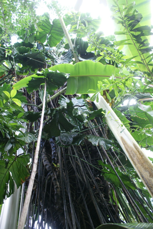 running-dog:  Tropical foliage inside the Conservatory of Flowers, San Francisco.  This is an amazin