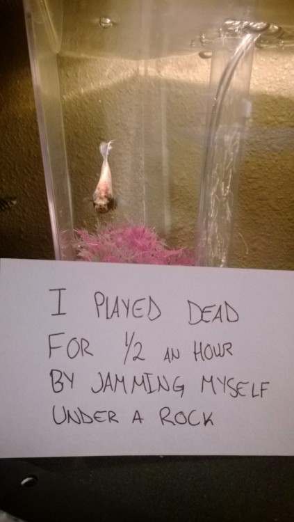 modestdemidov: robinistall: fish shaming [x] jesus christ i’ve been waiting for this