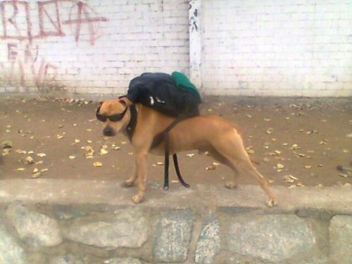 animalesloquillos:  Domingo de excursión