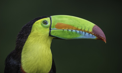 Keel billed toucan