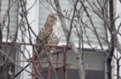Red-tailed hawk across from our apartment (January 2018)Was breastfeeding the newborn and saw a real