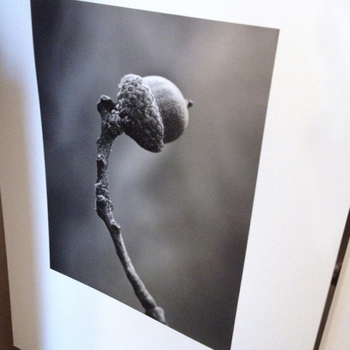 Printing for clients today. This little acorn print on cotton photo rag is going to live in Massachu