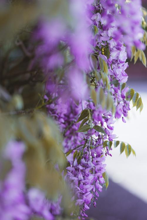 drxgonfly:Wisteria (by Annie Spratt)