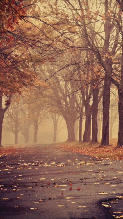 xphone-backgroundsx:Falling for the Autumn /Lockscreens/  