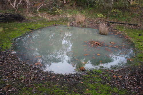 railroadsoftware:  photogenic-falcon:  I came across this very odd pond in a forest  don’t walk into it 