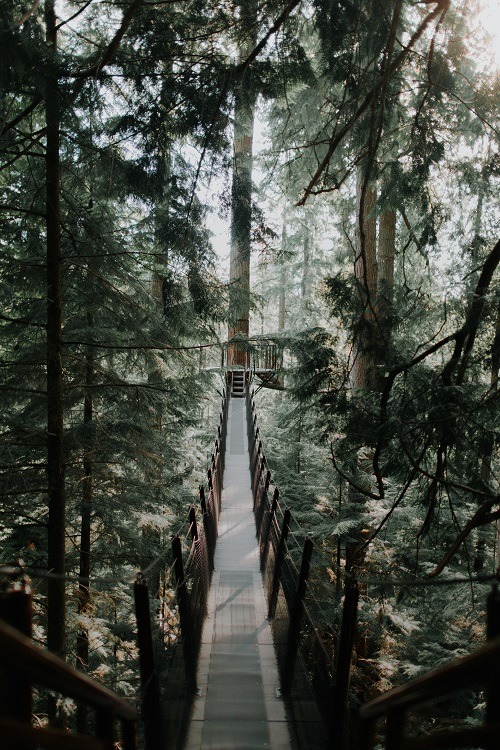 foresthetics:ponderation:Capilano Suspension Bridge by Ivana Cajinaall nature ❀✮☽