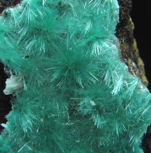 bijoux-et-mineraux: Acicular Aurichalcite crytals - Chile