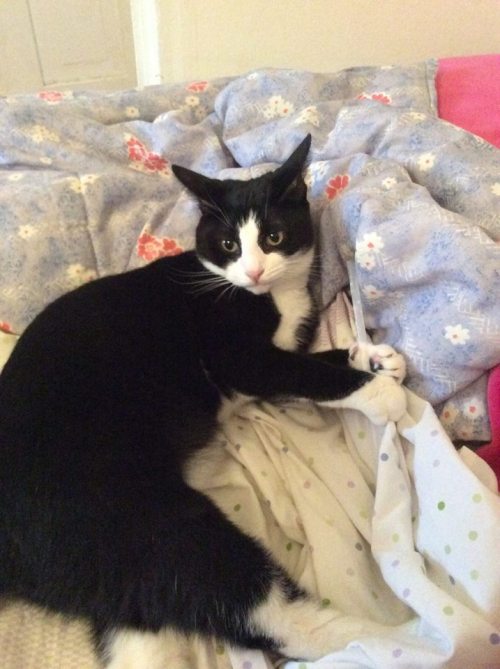 This is Danny (tuxedo) playing with his fave. toy; a straw.(submitted by kirby-kitty)