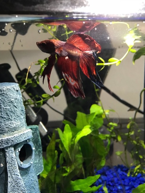 I haven’t posted Saphris in a while! We successfully moved back to college and his tank is all set u