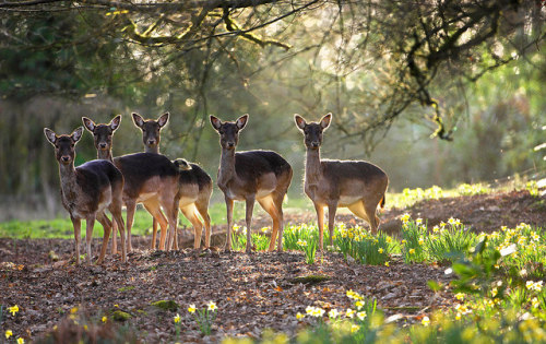 The Famous Five by Alan MacKenzie on Flickr.