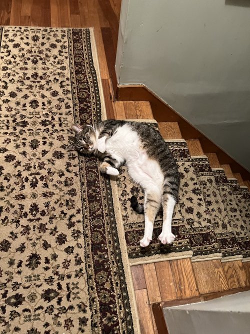 mercifulpercival:seal mode activated
