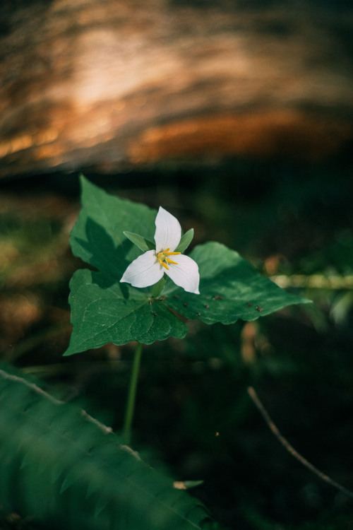 Trillium grandiflorum