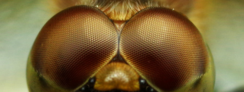 Dragonfly Needs Sunshine BadlyThis fellow was basking on a fencepost in the weak, morning sunshine y